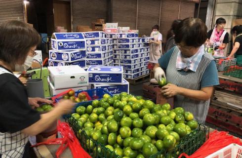 有限会社 フルーツショップ菊地