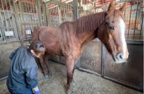 株式会社ヘレナ・インターナショナル (ヘレナ国際カントリー倶楽部)