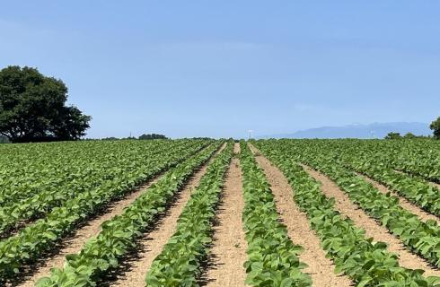 有限会社 鈴木農園 の福島県の求人情報
