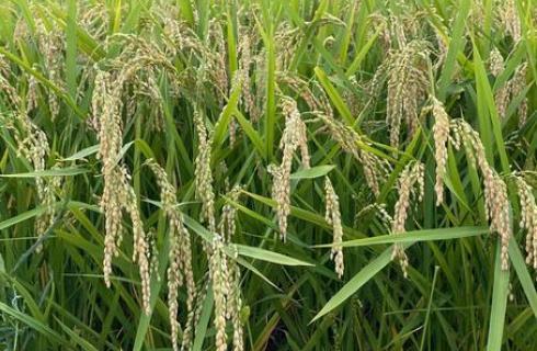 株式会社大盛屋