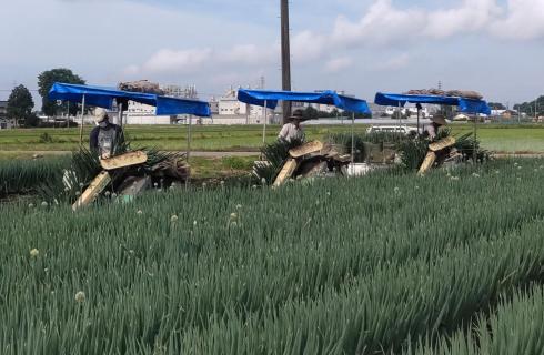 株式会社 菅谷農産